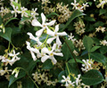 Confederate Jasmine